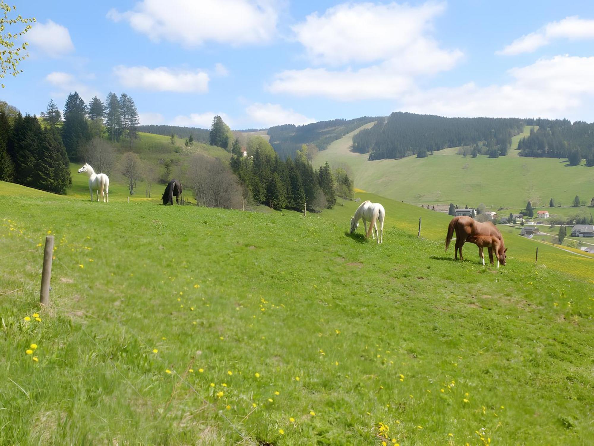 Ferienwohnung Bergahorn Todtnauberg Buitenkant foto